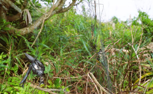 Nghệ An: Báo động tình trạng bẫy, bắt chim hoang dã theo kiểu tận diệt trên núi Rồng