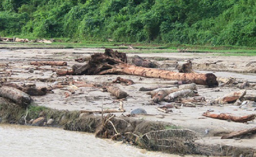 Ngẫm ngợi cuối tuần: Thủy tề lấy gỗ