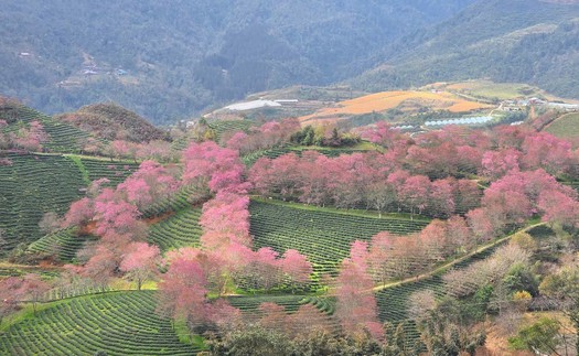 Sa Pa vào mùa mai anh đào khoe sắc