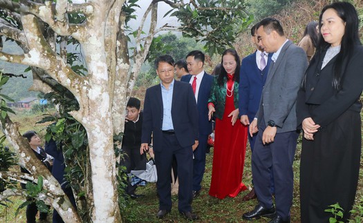 12 cây chè shan tuyết ở Thái Nguyên được công nhận là Cây Di sản Việt Nam