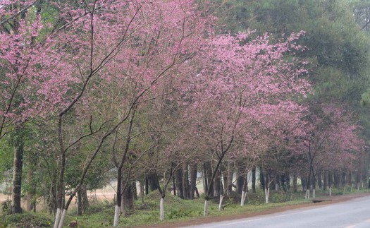 Măng Đen đón khách ngắm hoa anh đào với nhiều hoạt động đặc sắc