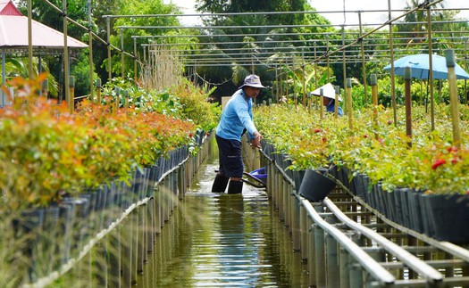 Trồng hoa trên giàn - Nét đặc trưng ở Làng hoa Sa Đéc