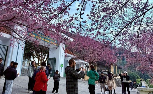 Chuẩn bị đón Lễ hội hoa Mai Anh Đào nơi cực Bắc Tổ quốc Lũng Cú