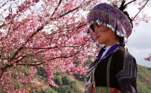 Lung linh sắc hoa Tớ Dày ở vùng cao Mù Cang Chải