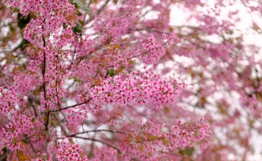 Mùa mai anh đào Đà Lạt "vẫy gọi" du khách