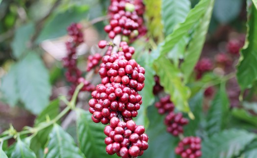 Góc nhìn 365: "Di sản" cà phê