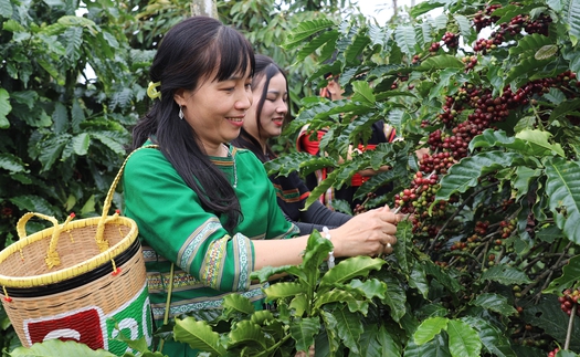 “Tri thức trồng và chế biến cà phê Đắk Lắk” trở thành di sản văn hóa phi vật thể quốc gia