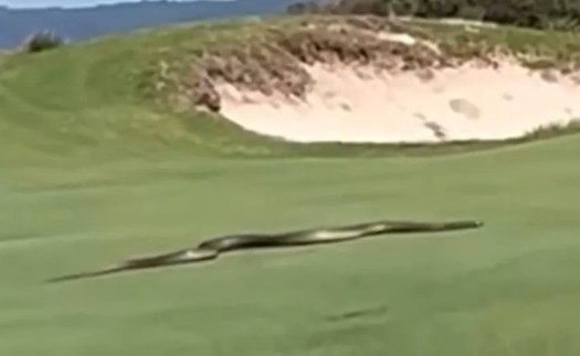 Tá hoả khi rắn độc dài gần 3m trườn trên mặt cỏ sân golf