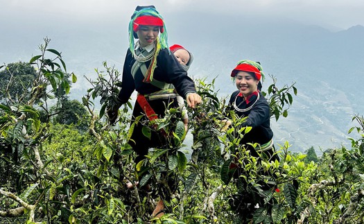 Chè cổ thụ trăm năm vào vụ giữa đại ngàn Tây Côn Lĩnh