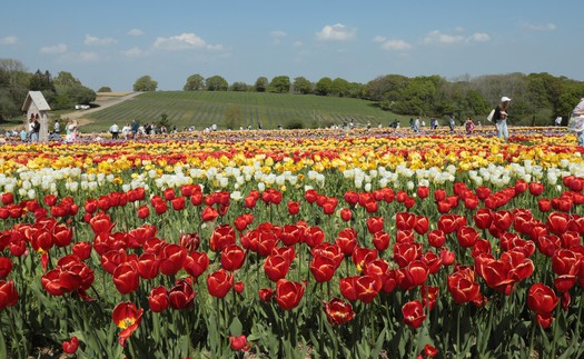 Vẻ đẹp cánh đồng hoa tulip nổi tiếng Vương quốc Anh