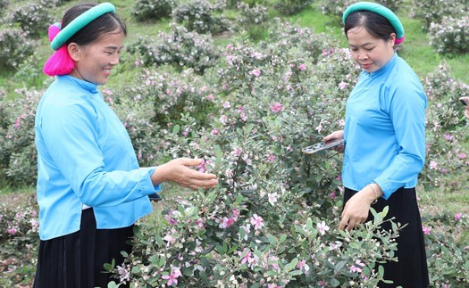 Độc đáo, đặc sắc Lễ hội Hoa sim biên giới 2025