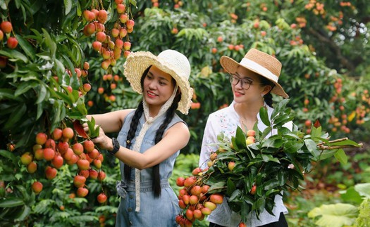 Hút khách du lịch mùa vải thiều
