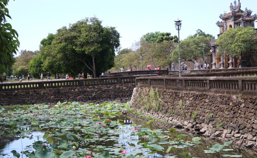 Sen Huế khoe sắc