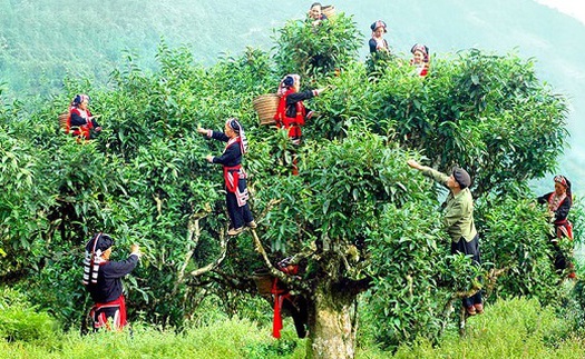Du lịch 'chạm – học – thưởng' với trà Shan Tuyết cổ thụ Hà Giang