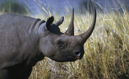 Namibia xây dựng khu bảo tồn tê giác đen lớn nhất thế giới