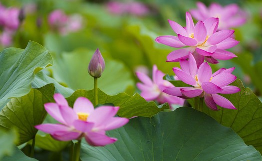 Giang Tô (Trung Quốc) mùa hoa sen nở 