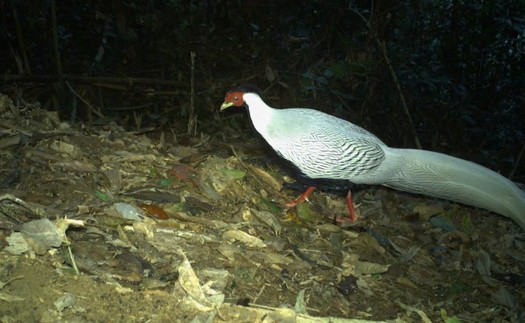 Thay đổi biện pháp ngăn chặn với bị cáo trong "vụ gà lôi" 