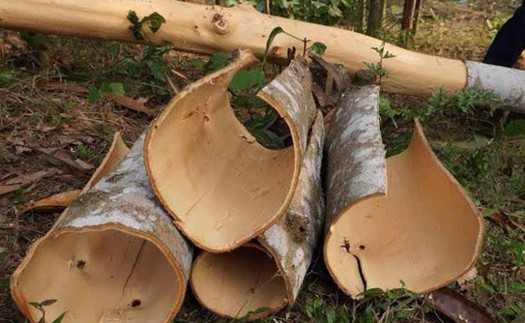 Vỏ cây - Hướng đi mới trong nỗ lực thay thế thuốc trừ sâu hóa học