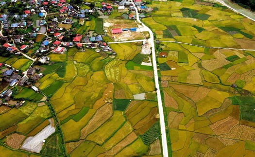 Mùa vàng ở Ngọc Chiến, Sơn La