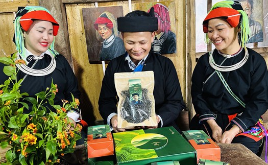"Báu vật" chè Shan Tuyết chân dãy Tây Côn Lĩnh