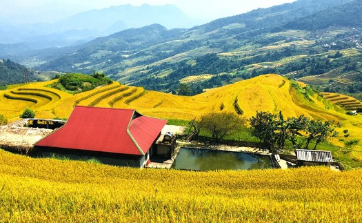 Xà Phìn - hòa mình trong sắc vàng, đắm say hồn rêu xanh