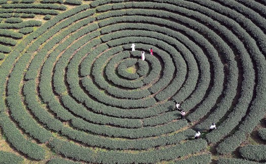 Vẻ đẹp thơ mộng trên những nương chè xanh mướt ở Sơn La