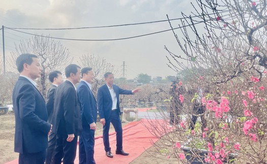 Hoa đào khoe sắc tại Lễ hội “Đào Nhật Tân - sắc xuân Hồng Hà”