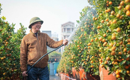 Quất cảnh Tứ Liên: "di sản" xanh của Tết Việt