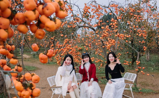 Du lịch Mộc Châu sôi động những ngày đầu năm mới 2026