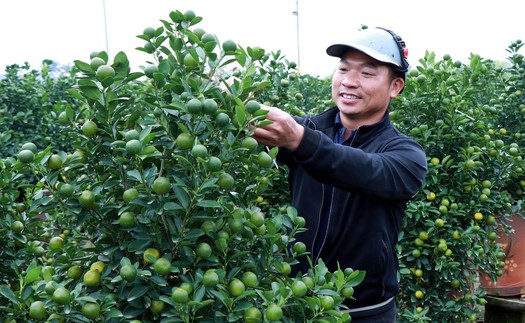 Vựa quất Ninh Bình rộn ràng 'chốt đơn' vụ Tết