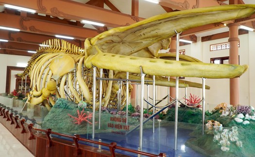 Cần khắc phục phần hư hỏng ở bộ xương Cá Ông Lăng Tân, Lý Sơn