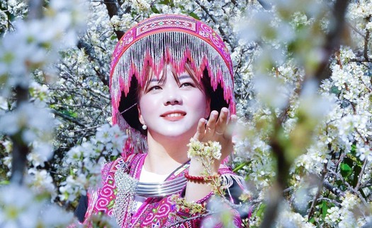 Lào Cai: Hoa mận trắng tinh khôi hút khách ở vùng cao Púng Luông