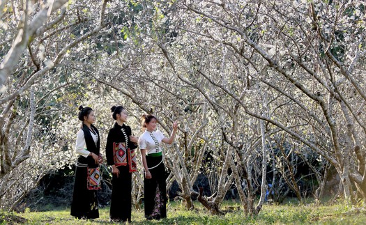 Sơn La mùa hoa mận nở