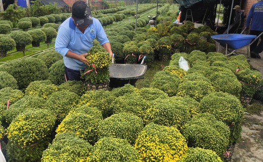 Vĩnh Long: Cúc mâm xôi tăng giá, hút hàng