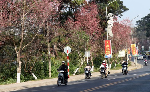 Ra mắt không gian thưởng lãm hoa mai anh đào trên trục di sản của Đà Lạt