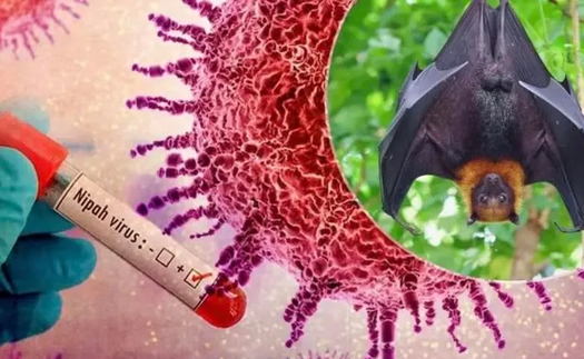 Philippines cảnh báo người dân về virus Nipah