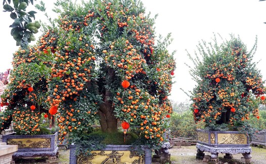 Nông dân Hưng Yên làm giàu từ nghề trồng hoa, cây cảnh