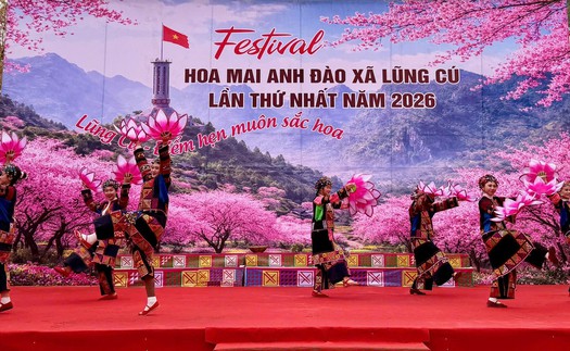 Khai hội hoa Mai Anh Đào Lũng Cú