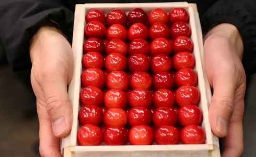 “Vua của các loài cherry Nhật Bản” gây sốt với giá kỷ lục
