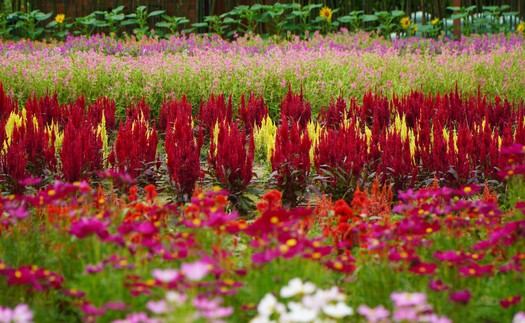 Thảm hoa đa sắc màu với gần 100 giống hoa ở Đồng Tháp