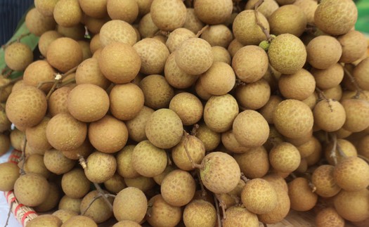 Nhãn lồng Hưng Yên, lươn Nghệ An thành di sản văn hóa phi vật thể quốc gia