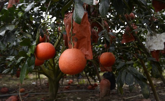 Bưởi đỏ Luận Văn, Lam Sơn, Thanh Hóa - Đặc sản hút khách dịp Tết