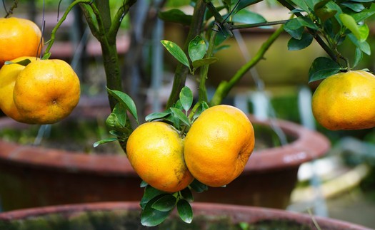 Quýt hồng lên chậu ở Đồng Tháp sẵn sàng phục vụ thị trường Tết 2026