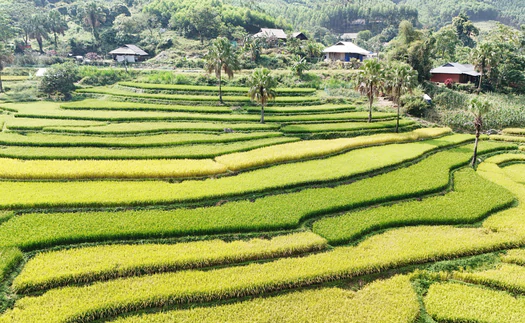 Thái Nguyên: Mùa vàng trên Bản Tèn