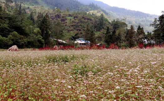 Sắc hoa tam giác mạch níu chân du khách trên Cao nguyên đá