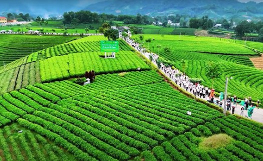 Mở thêm nhiều tour du lịch trải nghiệm văn hóa trà Thái Nguyên
