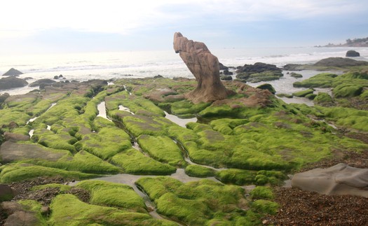 Mùa rêu xanh ở bãi biển Cổ Thạch