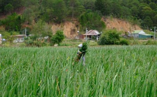 Làng hoa lay ơn lớn nhất Lâm Đồng bội thu vụ Tết
