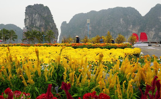 Quảng Ninh lần đầu tổ chức Đại lộ hoa và công nghệ ánh sáng bên vịnh kỳ quan Hạ Long