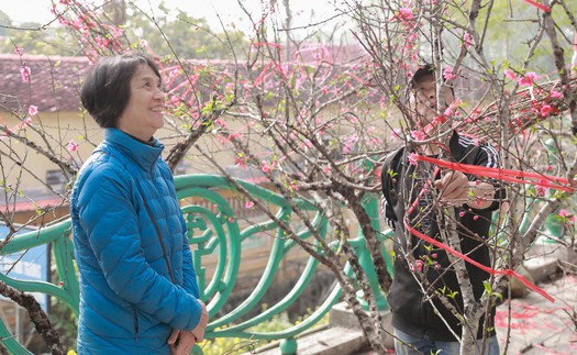 Tiểu thương thấp thỏm vì sức mua đào, quất giảm